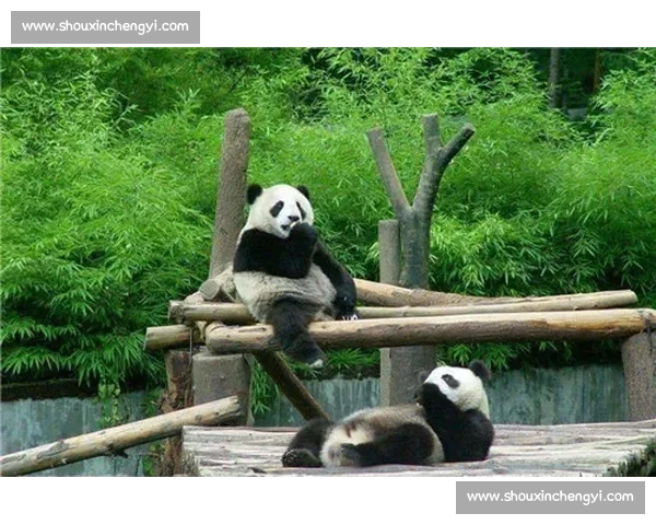 墨西哥为 35 岁大熊猫 “欣欣” 庆生 海外最长寿 “友谊大使” 迎百岁华诞 墨西哥为 35 岁大熊猫 “欣欣” 庆生 海外最长寿 “友谊大使” 迎百岁华诞